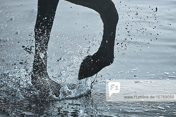 Close up horse hoof splashing in water