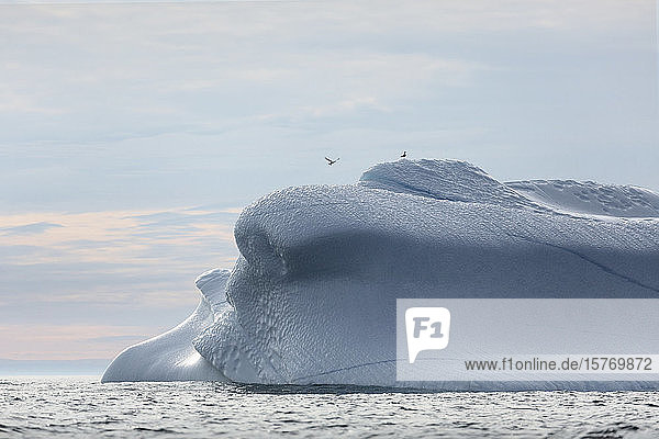 Vögel über schmelzendem Eisberg in Grönland
