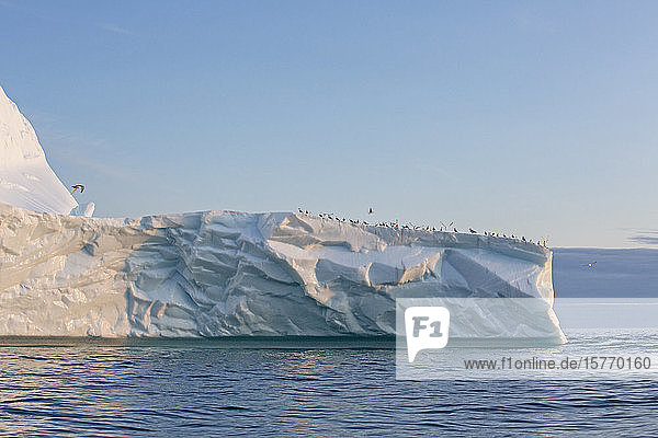 Vögel versammeln sich auf der Spitze eines Eisbergs im Atlantik Grönland