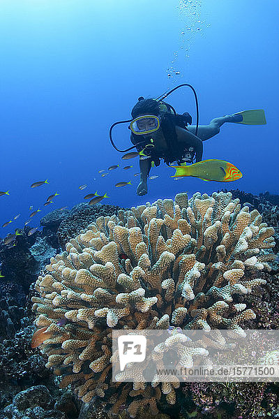 Diver and reef scene with antler coral; Rarotonga  The Cook Islands