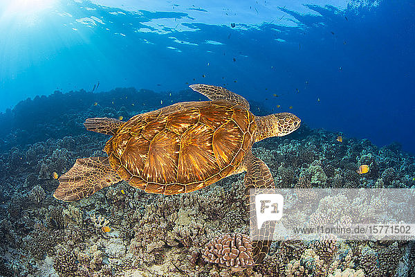 Grüne Meeresschildkröte (Chelonia mydas)  eine bedrohte Art; Hawaii  Vereinigte Staaten von Amerika
