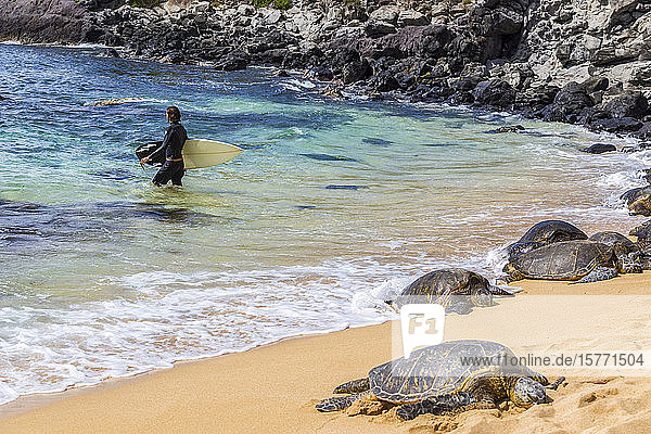Ein männlicher Surfer geht vom Ufer weg in Richtung der Brandung des Pazifiks. Grüne Meeresschildkröten (Chelonia mydas) halten ein Nickerchen im Sand am Rande des Strandes  um die Sonne am berühmten Hookaipa Beach zu genießen; Paia  Maui  Hawaii  Vereinigte Staaten von Amerika