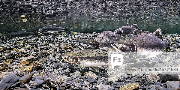 Pink Salmon (Oncorhynchus gorbuscha) female using her anal fin to probe her redd as four eager males wait to spawn with her in Hartney Creek near Cordova Alaska during the summer. Another female with one male is doing the same thing about two meters away in the image background; Alaska United States of America