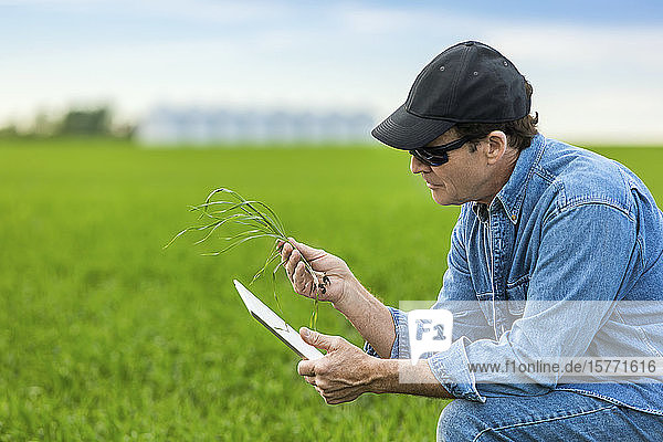 Farmer holding a seedling in his hand while using a tablet with a farm field and crop in the background; Alberta  Canada
