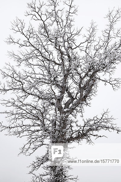 Eisbedeckter Baum vor einem bedeckten Himmel; Sault St. Marie  Michigan  Vereinigte Staaten von Amerika