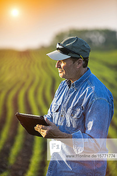 Farmer using a tablet with a farm field and crop in the background at sunset; Alberta  Canada