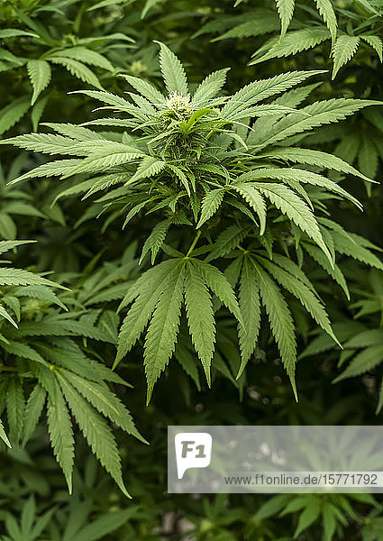 Cannabispflanze mit auffälligen Blütenstempeln  die auf eine fortschreitende Reife hinweisen; Alberta  Kanada
