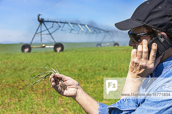 Farmer using a smart phone on a farm field with irrigation; Alberta  Canada