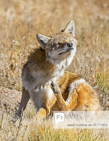 Rotfuchs (Vulpes vulpes) sonnt sich mit geschlossenen Augen im Sonnenlicht; Denver  Colorado  Vereinigte Staaten von Amerika