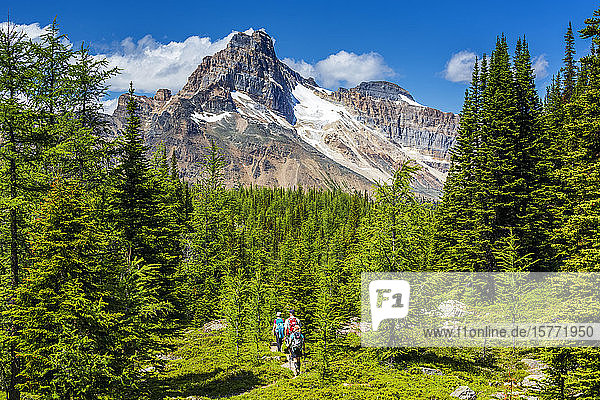 Hikers along a mountain trail in a meadow of trees with mountain peak in the distance with blue sky and clouds  Yoho National Park; Field  British Columbia  Canada