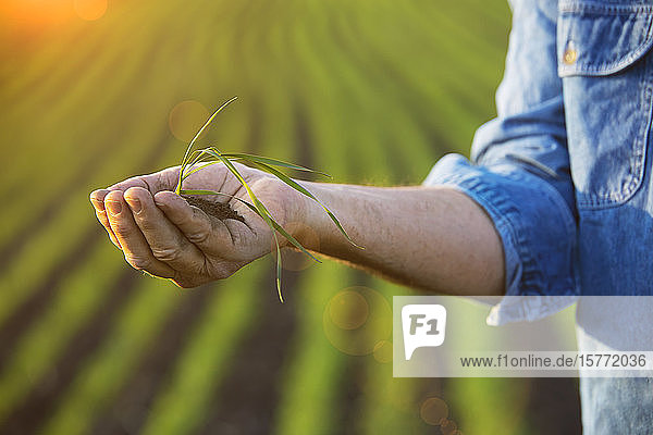 Farmer holding a seedling in his hand with a farm field and crop in the background at sunset; Alberta  Canada