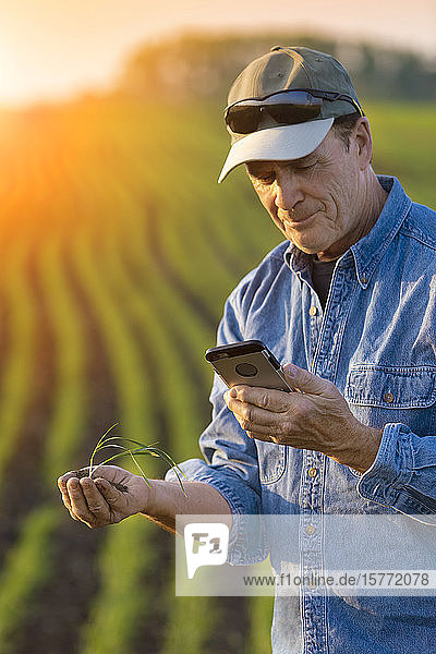 Farmer holding a seedling in his hand with a farm field and crop in the background at sunset; Alberta  Canada