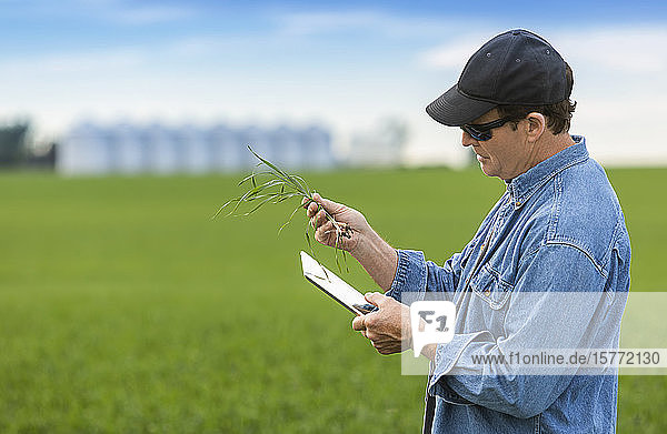 Farmer holding a seedling in his hand while using a tablet with a farm field and crop in the background; Alberta  Canada