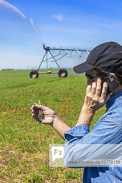 Farmer using a smart phone on a farm field with irrigation; Alberta  Canada
