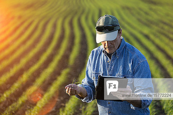 Farmer holding a seedling in his hand while using a tablet with a farm field and crop in the background at sunset; Alberta  Canada