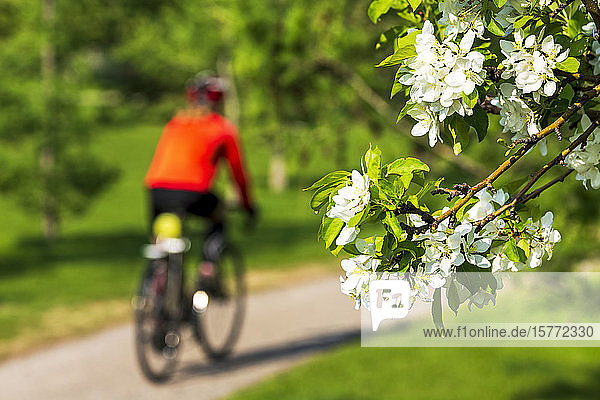 Female cyclist along pathway with apple blossoms framing the foreground ; Calgary  Alberta  Canada