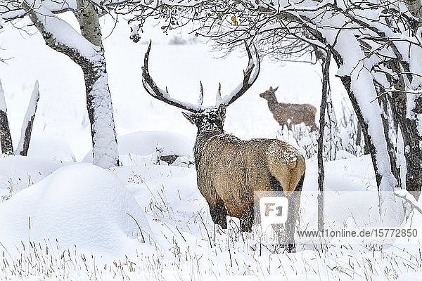 Elch (Cervus canadensis) Bulle und Kuh im Schnee; Estes Park  Colorado  Vereinigte Staaten von Amerika