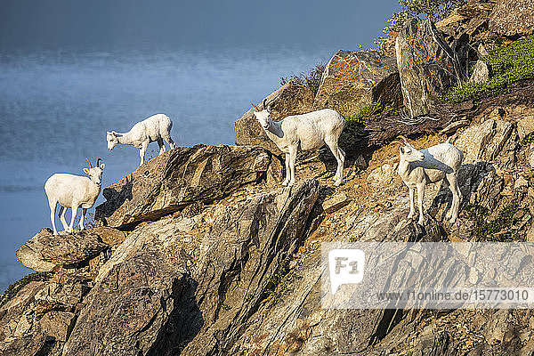 With Turnagain Arm in the background  Dall sheep ewes and lamb (Ovis dalli) graze around in the rocky terrain of the Windy Point area which is near MP107 of the Seward Highway; Alaska  United States of America