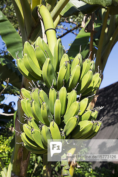 Bundle of growing bananas on a tree; Vinales  Cuba