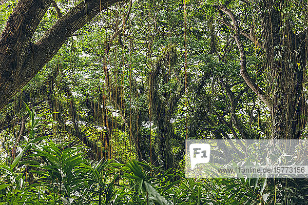 Schöner Wald von Jawatan Perhutani  in der Nähe von Banyuwangi; Java  Indonesien
