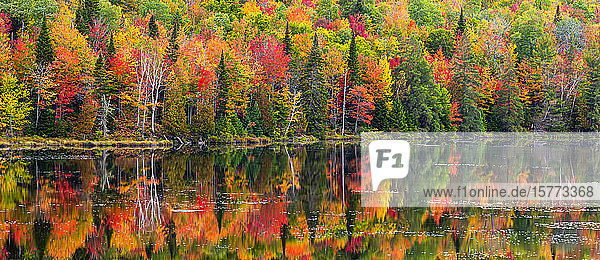 Kräftig gefärbtes Herbstlaub in einem Wald an einem ruhigen See  in dem sich die Farben widerspiegeln; Region Lac Labelle  Quebec  Kanada