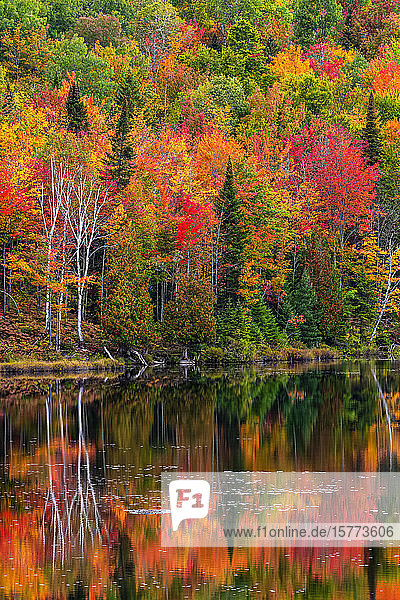 Kräftig gefärbtes Herbstlaub in einem Wald an einem ruhigen See  in dem sich die Farben widerspiegeln; Region Lac Labelle  Quebec  Kanada