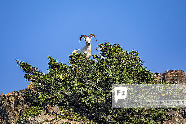 Dall sheep ram (Ovis dalli) looks down at photographer while feeding in the Chugach Mountains South of Anchorage Alaska in South-central Alaska; Alaska United States of America