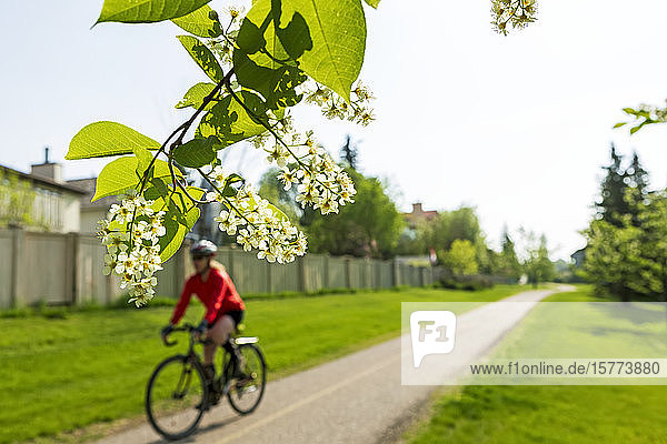 Female cyclist along pathway in residental area  with mayday blossoms framing the foreground; Calgary  Alberta  Canada