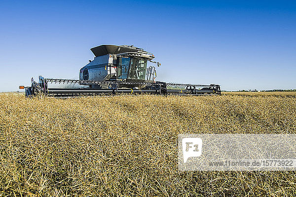 A combine harvester straight cuts in a mature standing field of canola during the harvest  near Lorette; Manitoba  Canada