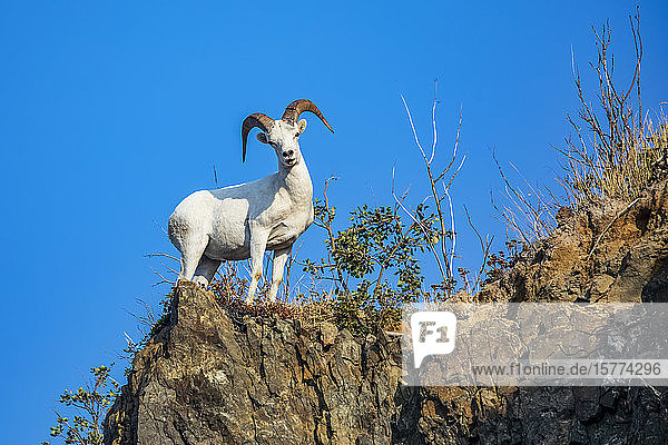 Dall sheep ram (Ovis dalli) looks down at photographer while feeding in the Chugach Mountains South of Anchorage Alaska in South-central Alaska; Alaska United States of America