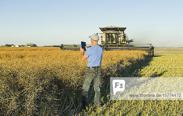 Ein Mann benutzt eine Tablette  während ein Mähdrescher während der Ernte ein reifes Rapsfeld gerade schneidet  in der Nähe von Lorette; Manitoba  Kanada