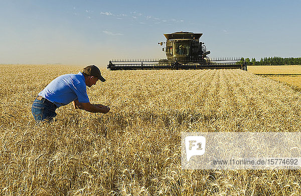 A man examines the crop while a combine harvests mature winter wheat  near Lorette; Manitoba  Canada