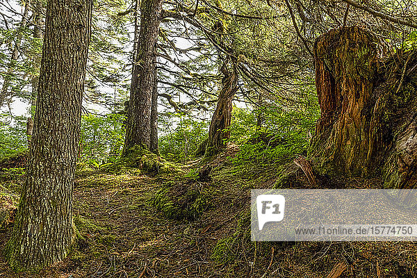 Regenwald von Prince William Sound; Alaska  Vereinigte Staaten von Amerika