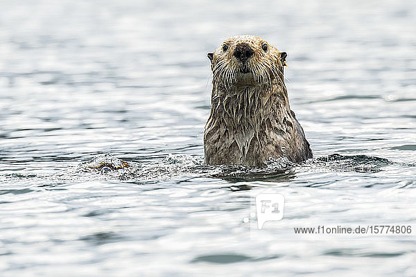 Sea otter (Enhydra lutris) checking out the photographer; Alaska United States of America