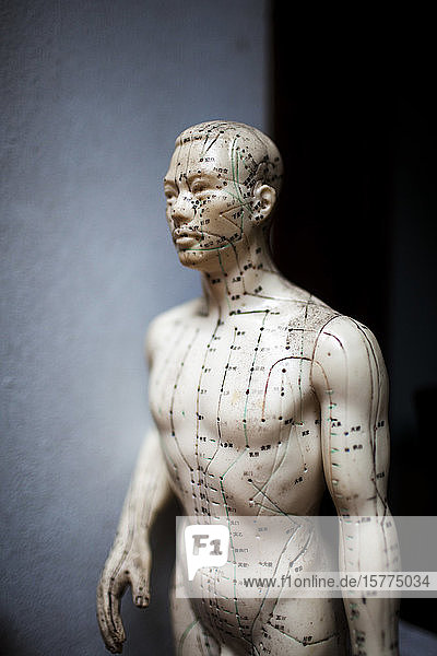 Nahaufnahme einer männlichen Akupunkturpuppe  die Druckpunkte zeigt  die von Praktikern der traditionellen asiatischen Medizin verwendet werden.
