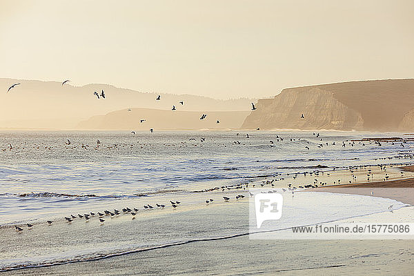 Strandläufer und Möwen fliegen über die Brandung Drakes Beach  Point Reyes National Seashore  Kalifornien