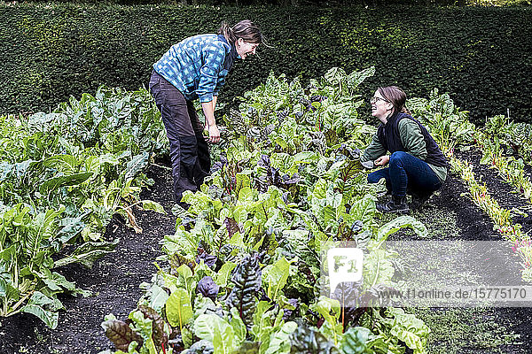 Zwei Gärtnerinnen knien in einem Gemüsebeet in einem Garten und inspizieren Schweizer Mangold-Pflanzen.