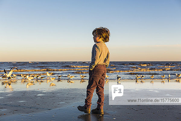 A boy walking on a beach  flock of seagulls on the sand.