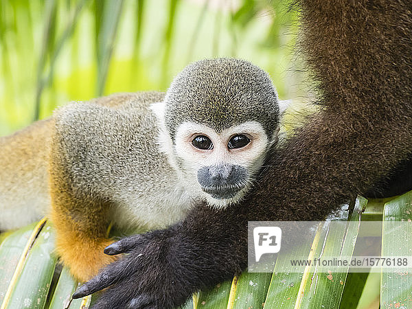 Adult common squirrel monkey (Saimiri sciureus) in San Francisco Village Amazon Basin Loreto Peru South America