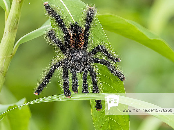 An adult Peruvian pinktoe tarantula (Avicularia juruensis) on the Pacaya River Nauta Peru South America
