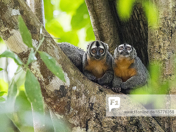 Adult Spix's night monkeys (Aotus vociferans) in Pahuachiro Creek Amazon River Basin Iquitos Peru South America