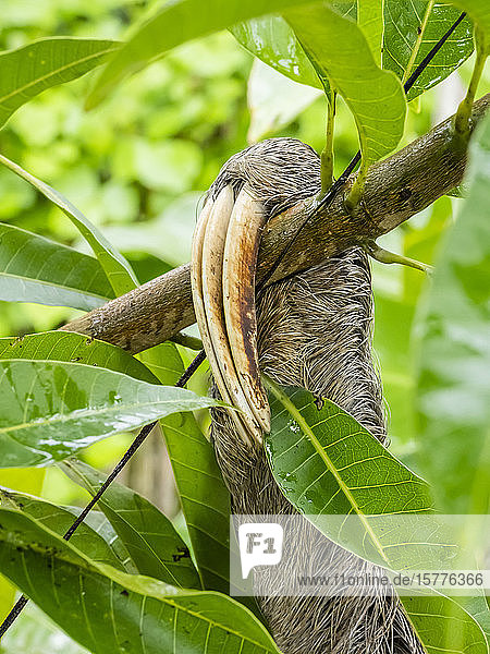 Ausgewachsenes Braunes Kehlfaultier (Bradypus variegatus)  Detail der drei Zehen  San Francisco  Amazonasbecken  Loreto  Peru  Südamerika