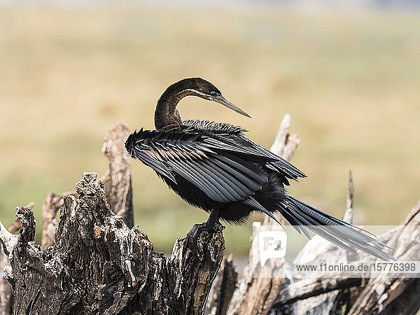 An adult African darter (Anhinga rufa) in Chobe National Park Botswana Africa