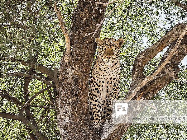 Ein erwachsener Leopard (Panthera pardus) beim Fressen eines Warzenschweins  das er in einem Baum im Chobe-Nationalpark  Botsuana  Afrika  hochgezogen hat