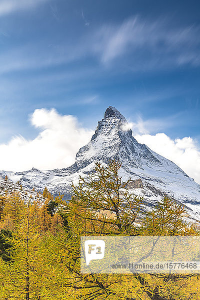 Gelbe Lärchen umrahmen das Matterhorn im Herbst  Penninische Alpen  Zermatt  Kanton Wallis  Schweizer Alpen  Schweiz  Europa