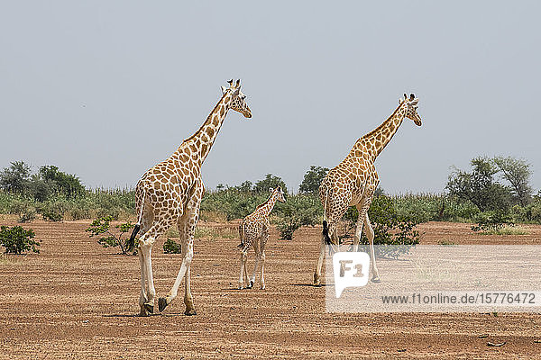 West African giraffes (Giraffa camelopardalis peralta) Koure Niger West Africa Africa