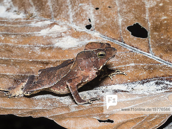 An adult crested forest toad (Bufo margaritafer) on the Maranon River Nauta Peru South America