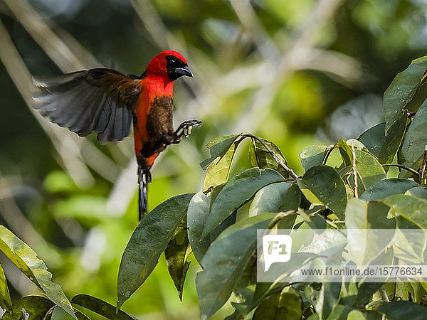Adult masked crimson tanager (Ramphocelus nigrogularis) Pacalpa Cano Pacaya Samiria Reserve Loreto Peru South America