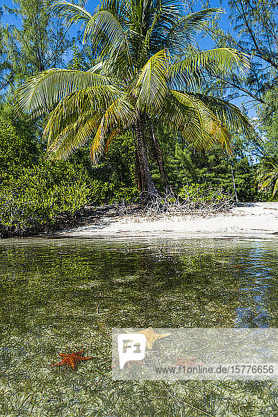 Starfish at Starfish point Water Cay Grand Cayman Cayman Islands Caribbean Central America