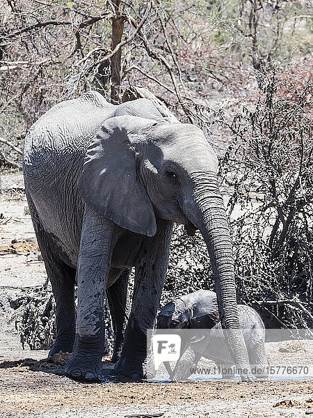 Mutter und Kalb des Afrikanischen Elefanten (Loxodonta africana) an einer Wasserstelle im Okavango-Delta  Botsuana  Afrika